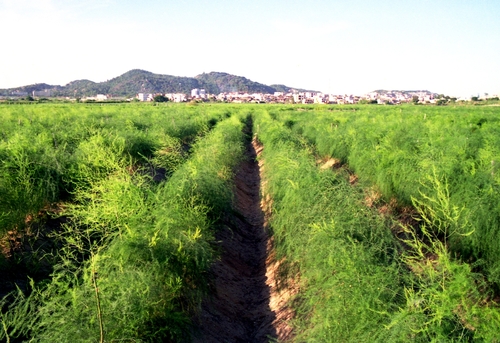 芦笋基地副本.JPG