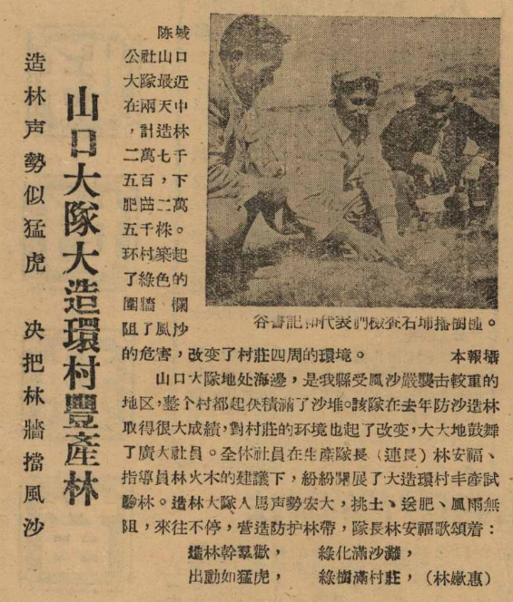 19590311山口大队大造环村丰产林（《东山日报》）.png