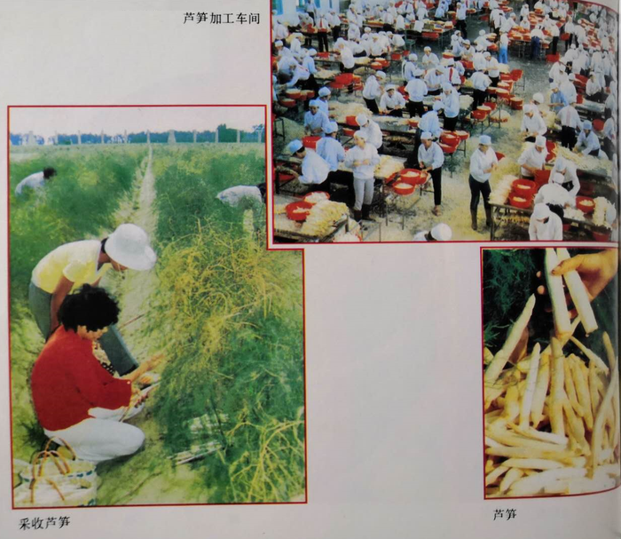 《东山县志》彩图：芦笋产业.png